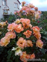 Westerland Westerland