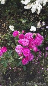 Scent of Woman ® Scent of Woman ®
