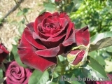 Black Baccara Black Baccara