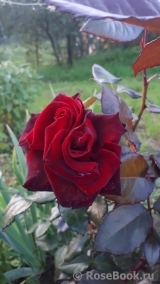 Black Baccara Black Baccara