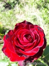 Lovely Red Lovely Red