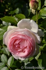 Pierre de Ronsard Pierre de Ronsard
