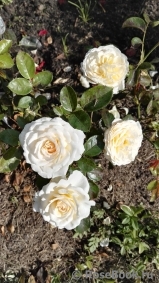 Cream Abundance Cream Abundance