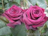 Black Baccara Black Baccara