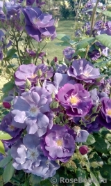 Rhapsody in Blue Rhapsody in Blue