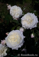 Alabaster Alabaster