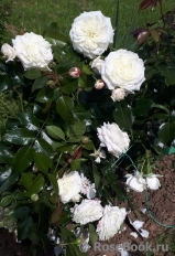 Alabaster Alabaster