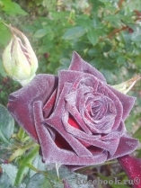 Black Baccara Black Baccara
