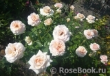 Pride and Prejudice Pride and Prejudice