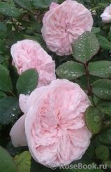 Claire Rose Claire Rose