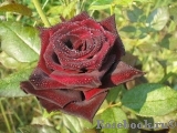 Black Baccara Black Baccara