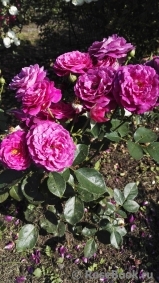Scent of Woman ® Scent of Woman ®