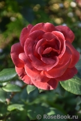 Terracotta ® Terracotta ®