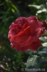 Terracotta ® Terracotta ®