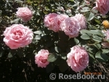 Frederic Mistral® Frederic Mistral®