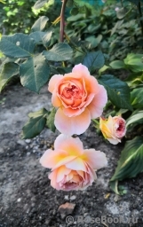 Abraham Darby Abraham Darby