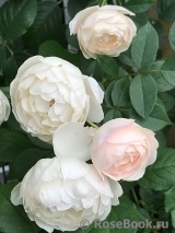 Desdemona Desdemona