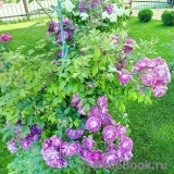 Purple Skyliner Purple Skyliner