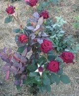 Black Baccara Black Baccara