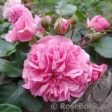 Baronesse Baronesse