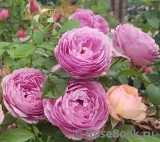 Rose Thelma Rose Thelma
