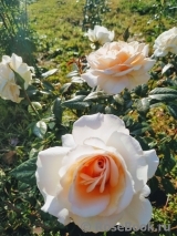 Pride and Prejudice Pride and Prejudice