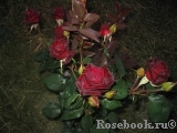 Black Baccara Black Baccara