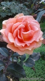 Ashram Ashram