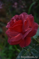 Terracotta ® Terracotta ®