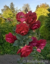 Johann Wolfgang von Goethe Rose® Johann Wolfgang von Goethe Rose®