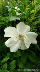 Morden Snowbeauty Morden Snowbeauty