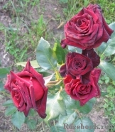 Black Baccara Black Baccara