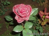 Black Baccara Black Baccara
