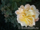 English Garden® English Garden®