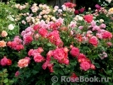 Midsummer Midsummer