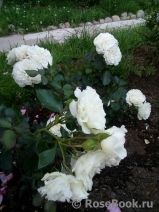 White Meidiland White Meidiland