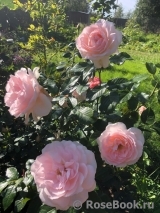 Chandos Beauty Chandos Beauty