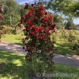 Siluetta Crimson Siluetta Crimson