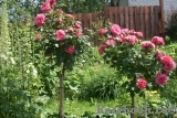 Rosarium Uetersen Rosarium Uetersen