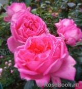 La Rose de Molinard ® La Rose de Molinard ®