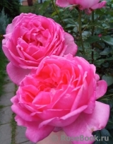 La Rose de Molinard ® La Rose de Molinard ®