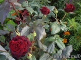 Black Baccara Black Baccara