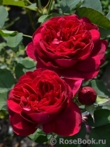 Darcey Bussell Darcey Bussell