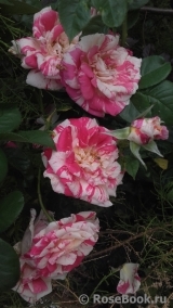 Vanille Fraise ® Vanille Fraise ®
