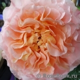Augusta Luise Augusta Luise