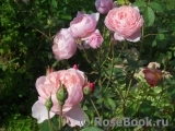 The Alnwick Rose The Alnwick Rose