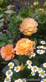 Goldelse Goldelse
