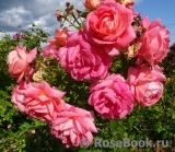 Sommersonne Sommersonne