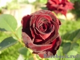 Black Baccara Black Baccara
