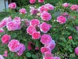 Princess Alexandra of Kent Princess Alexandra of Kent
